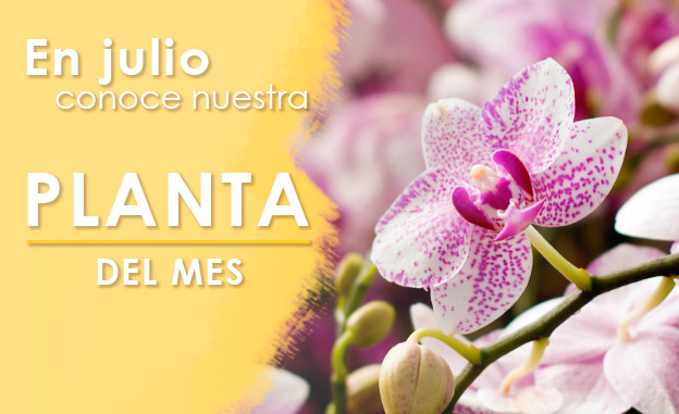 planta del mes