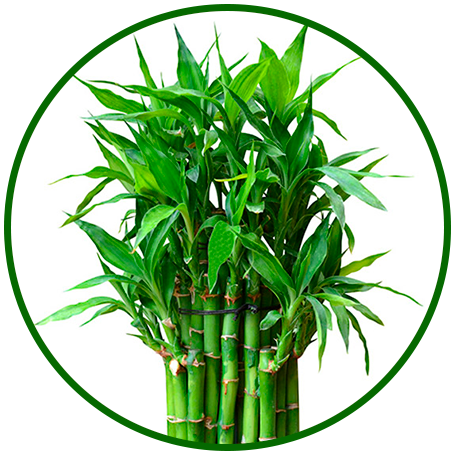 bambu