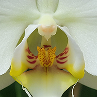 orquidea4