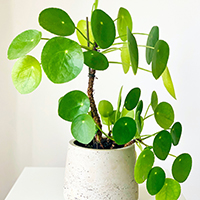 pilea1