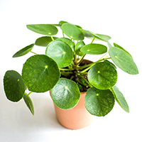 pilea2