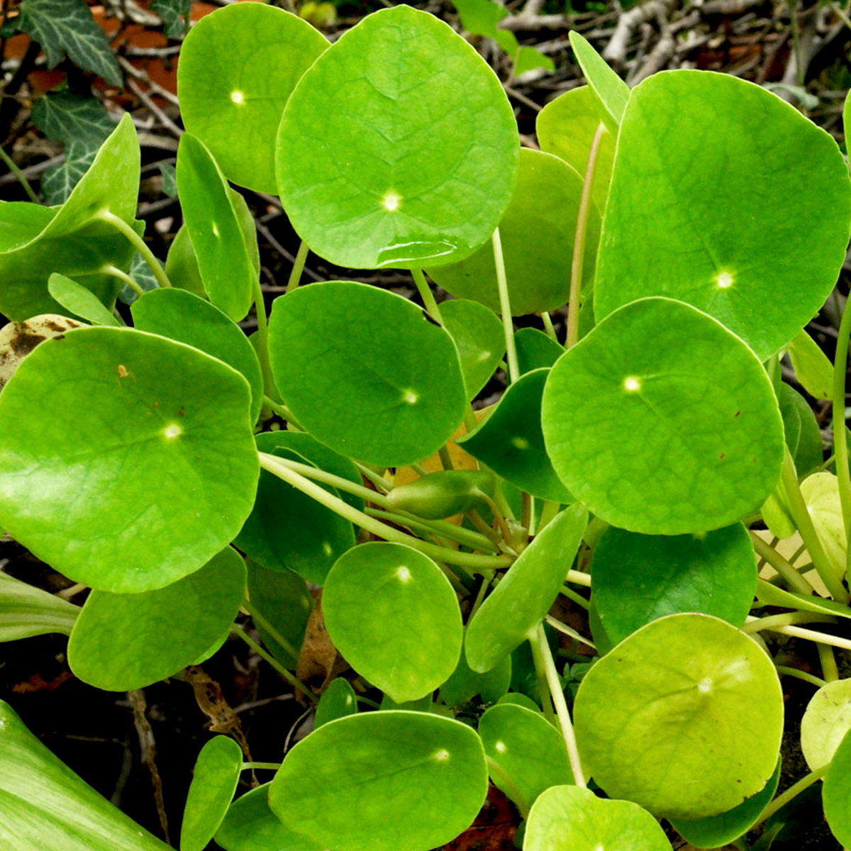 pilea3