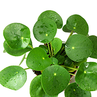 pilea4